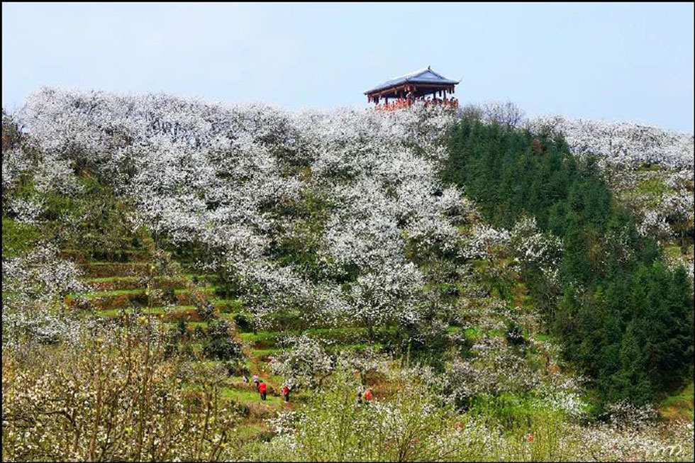 【春天，广西桂林灌阳县向您发出邀请！】我们在灌阳看梨花 - 游山玩水 - 惠州生活社区 - 惠州28生活网 huizhou.28life.net