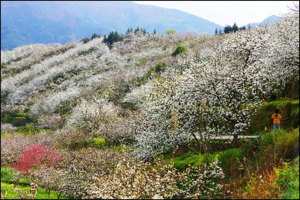 【春天，广西桂林灌阳县向您发出邀请！】我们在灌阳看梨花 - 游山玩水 - 惠州生活社区 - 惠州28生活网 huizhou.28life.net