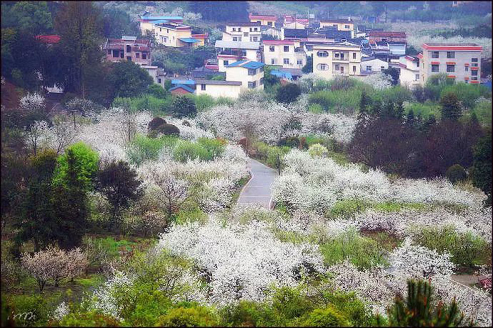 【春天，广西桂林灌阳县向您发出邀请！】我们在灌阳看梨花 - 游山玩水 - 惠州生活社区 - 惠州28生活网 huizhou.28life.net