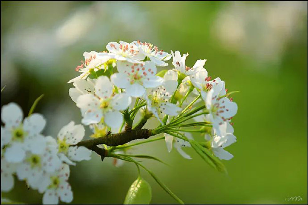 【春天，广西桂林灌阳县向您发出邀请！】我们在灌阳看梨花 - 游山玩水 - 惠州生活社区 - 惠州28生活网 huizhou.28life.net