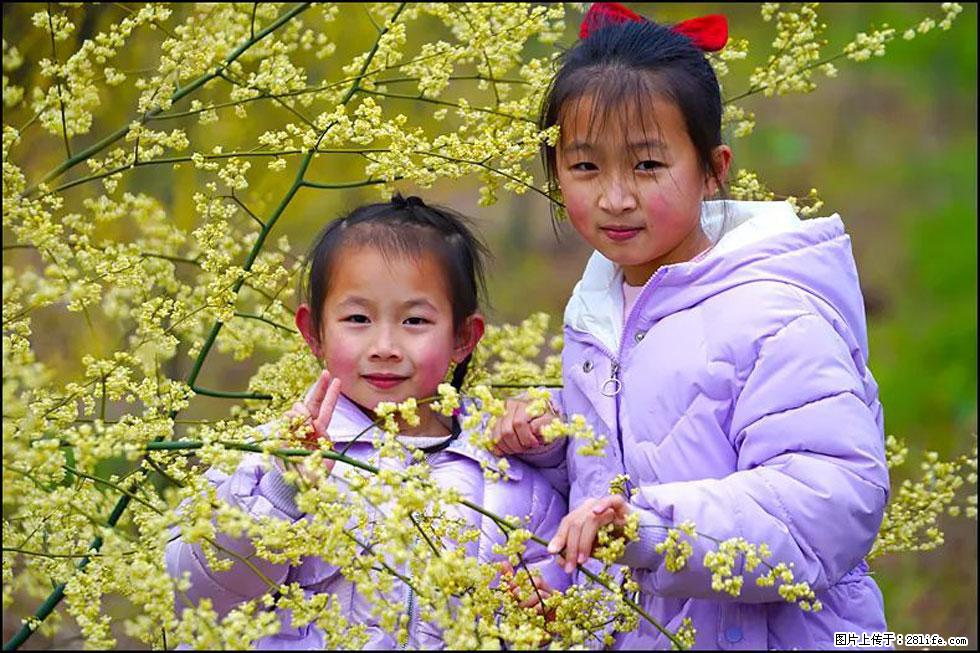 【春天，广西桂林灌阳县向您发出邀请！】米珠山前有片山苍子花在飘香 - 游山玩水 - 惠州生活社区 - 惠州28生活网 huizhou.28life.net