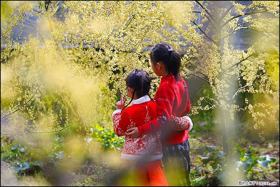 【春天，广西桂林灌阳县向您发出邀请！】米珠山前有片山苍子花在飘香 - 游山玩水 - 惠州生活社区 - 惠州28生活网 huizhou.28life.net