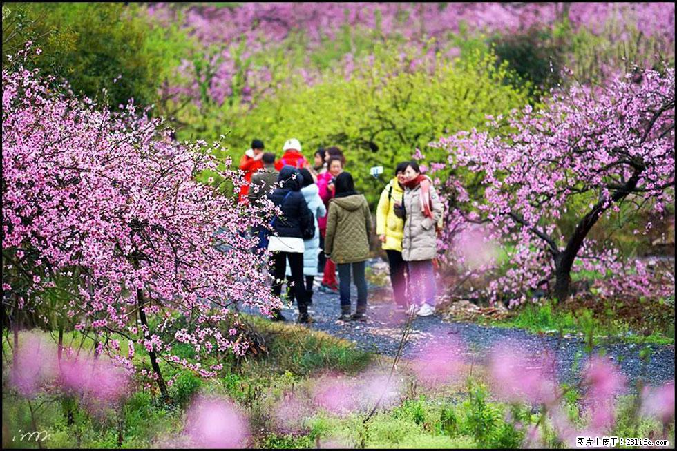 【春天，广西桂林灌阳县向您发出邀请！】官庄村有个醉美的桃花园 - 游山玩水 - 惠州生活社区 - 惠州28生活网 huizhou.28life.net
