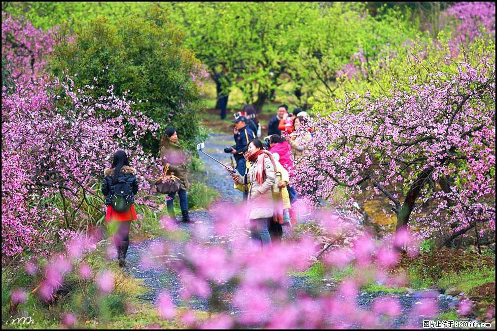 【春天，广西桂林灌阳县向您发出邀请！】官庄村有个醉美的桃花园 - 游山玩水 - 惠州生活社区 - 惠州28生活网 huizhou.28life.net