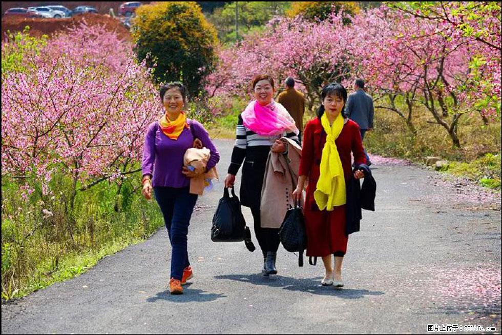 【春天，广西桂林灌阳县向您发出邀请！】官庄村有个醉美的桃花园 - 游山玩水 - 惠州生活社区 - 惠州28生活网 huizhou.28life.net