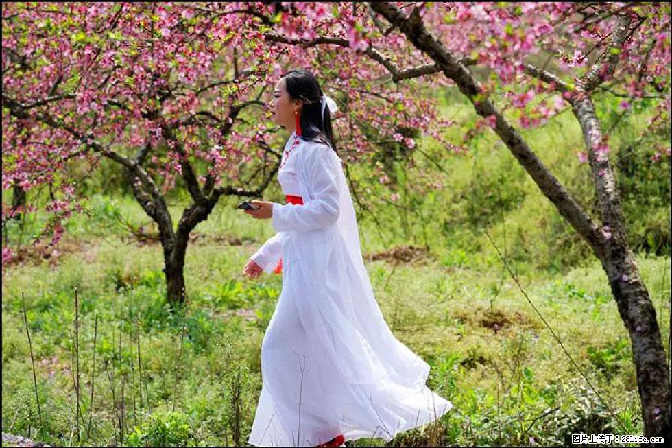 【春天，广西桂林灌阳县向您发出邀请！】官庄村有个醉美的桃花园 - 游山玩水 - 惠州生活社区 - 惠州28生活网 huizhou.28life.net