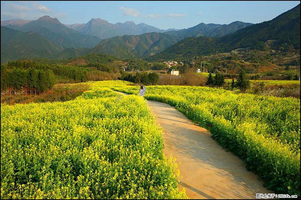 【春天，广西桂林灌阳县向您发出邀请！】长坪村油菜盛情花开 - 游山玩水 - 惠州生活社区 - 惠州28生活网 huizhou.28life.net