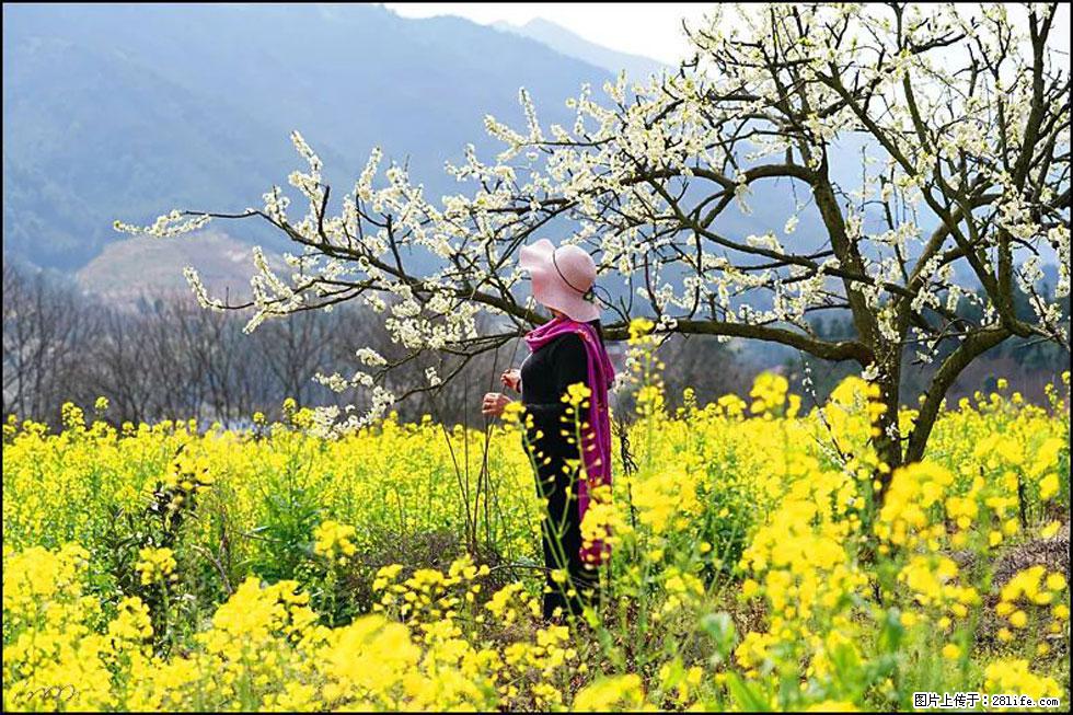 【春天，广西桂林灌阳县向您发出邀请！】长坪村油菜盛情花开 - 游山玩水 - 惠州生活社区 - 惠州28生活网 huizhou.28life.net