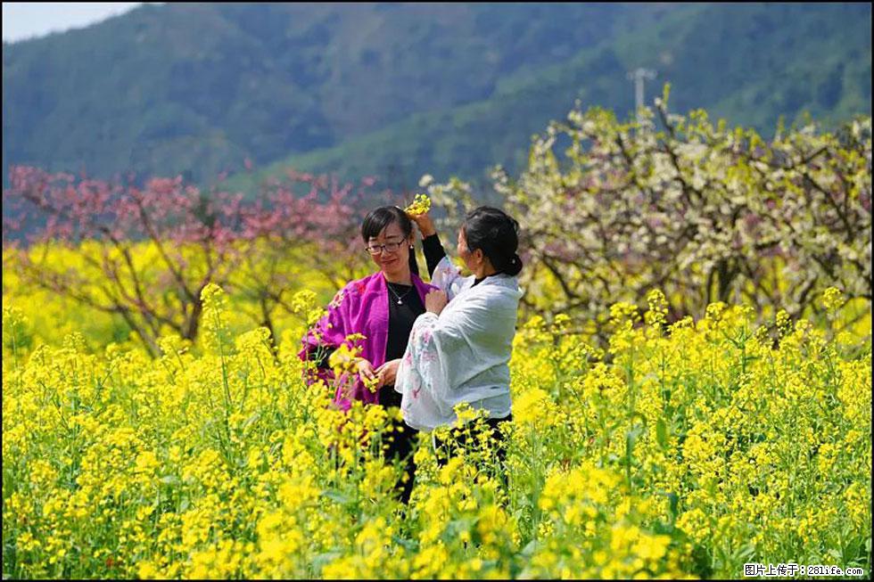 【春天，广西桂林灌阳县向您发出邀请！】长坪村油菜盛情花开 - 游山玩水 - 惠州生活社区 - 惠州28生活网 huizhou.28life.net