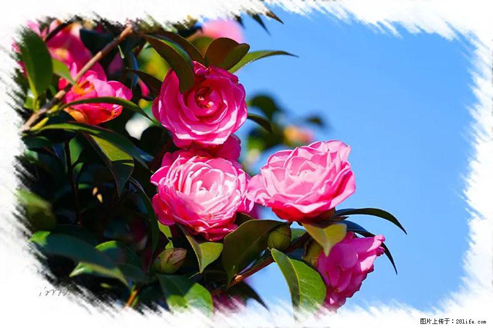 【春天，广西桂林灌阳县向您发出邀请！】杨柳井茶花惹人爱 - 游山玩水 - 惠州生活社区 - 惠州28生活网 huizhou.28life.net