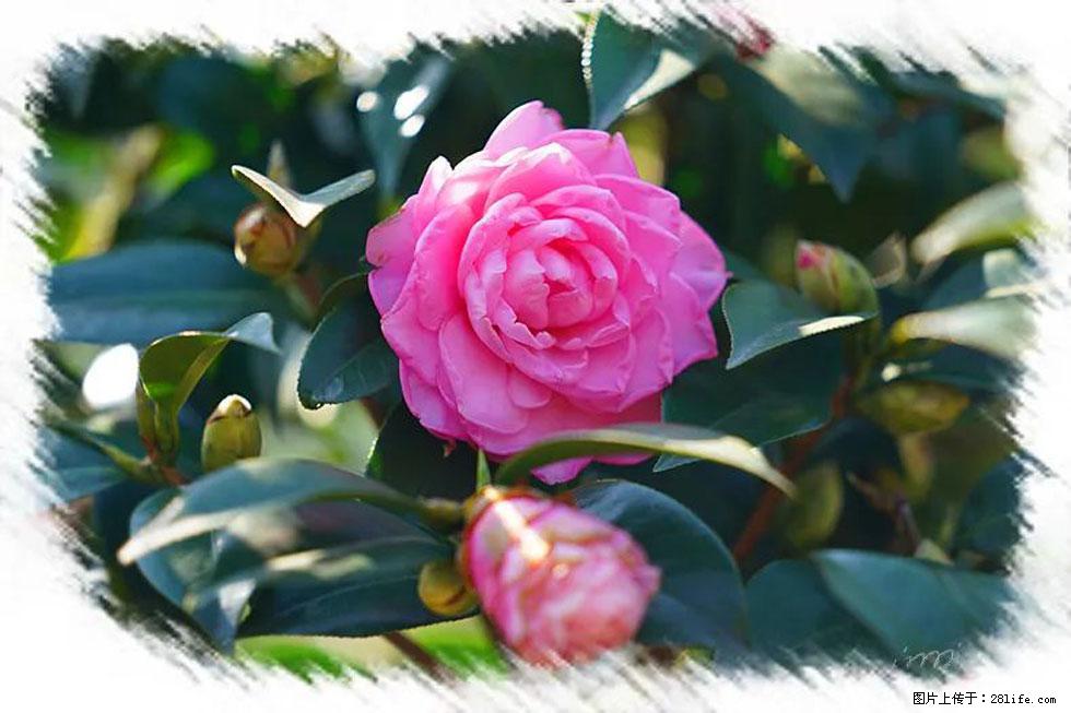【春天，广西桂林灌阳县向您发出邀请！】杨柳井茶花惹人爱 - 游山玩水 - 惠州生活社区 - 惠州28生活网 huizhou.28life.net