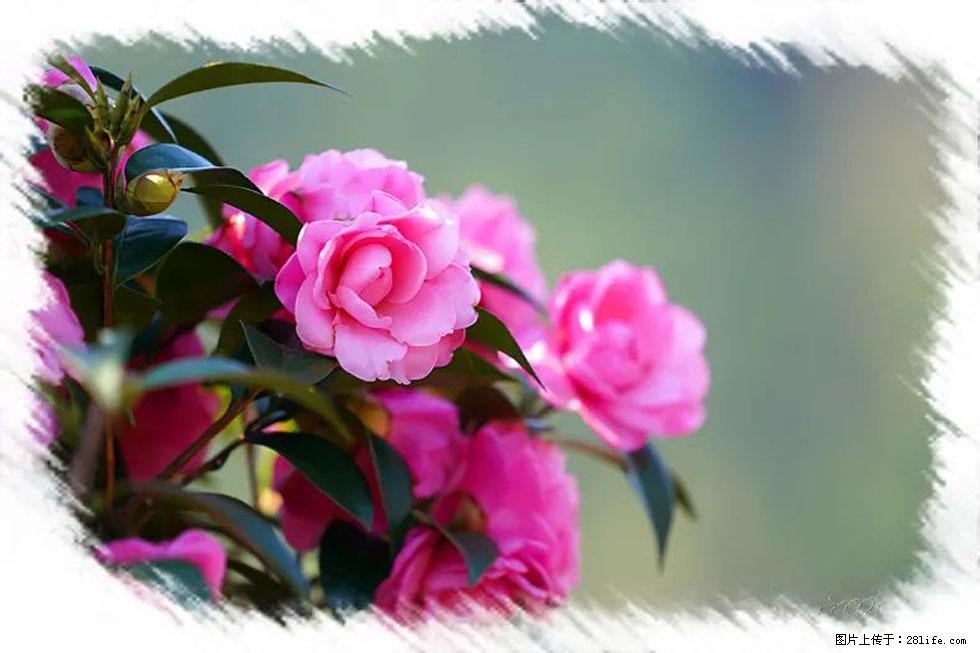 【春天，广西桂林灌阳县向您发出邀请！】杨柳井茶花惹人爱 - 游山玩水 - 惠州生活社区 - 惠州28生活网 huizhou.28life.net