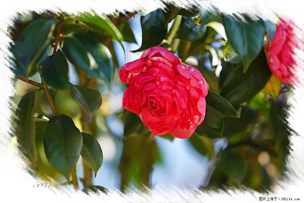 【春天，广西桂林灌阳县向您发出邀请！】杨柳井茶花惹人爱 - 游山玩水 - 惠州生活社区 - 惠州28生活网 huizhou.28life.net