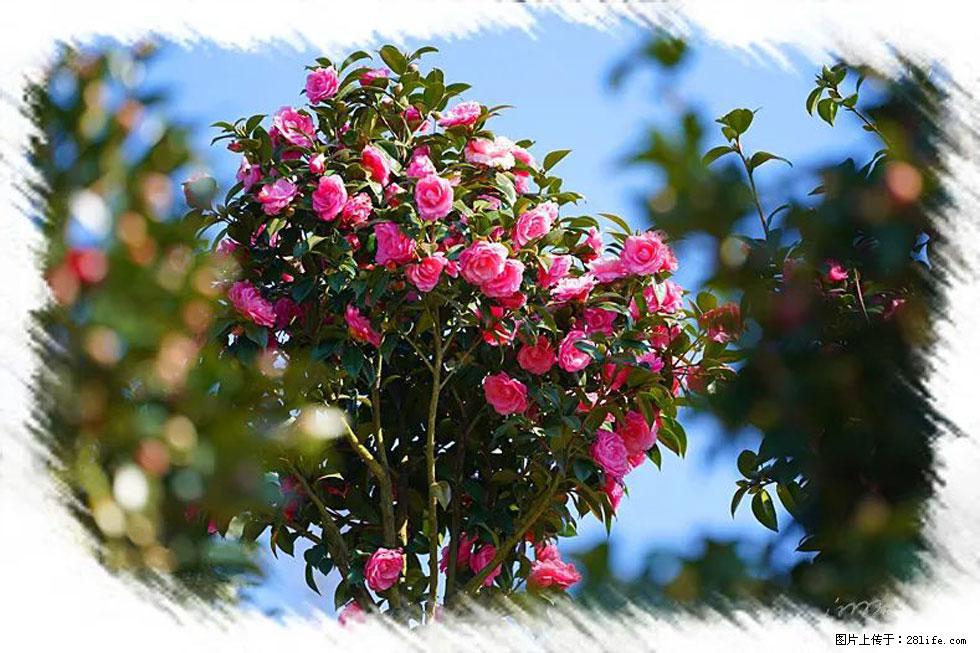 【春天，广西桂林灌阳县向您发出邀请！】杨柳井茶花惹人爱 - 游山玩水 - 惠州生活社区 - 惠州28生活网 huizhou.28life.net