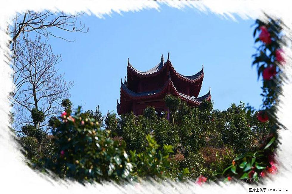 【春天，广西桂林灌阳县向您发出邀请！】杨柳井茶花惹人爱 - 游山玩水 - 惠州生活社区 - 惠州28生活网 huizhou.28life.net