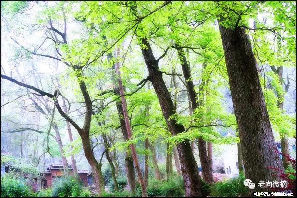 【春天，广西桂林灌阳县向您发出邀请！】在小龙村与春天约会 - 游山玩水 - 惠州生活社区 - 惠州28生活网 huizhou.28life.net