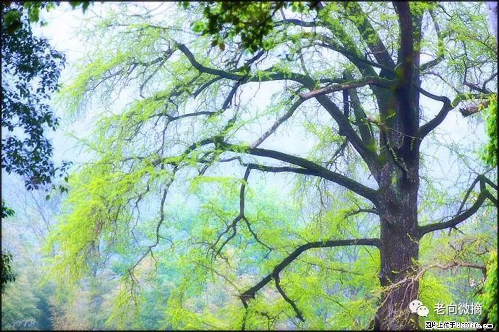 【春天，广西桂林灌阳县向您发出邀请！】在小龙村与春天约会 - 游山玩水 - 惠州生活社区 - 惠州28生活网 huizhou.28life.net