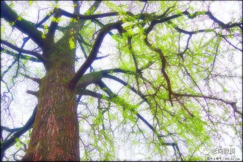 【春天，广西桂林灌阳县向您发出邀请！】在小龙村与春天约会 - 游山玩水 - 惠州生活社区 - 惠州28生活网 huizhou.28life.net