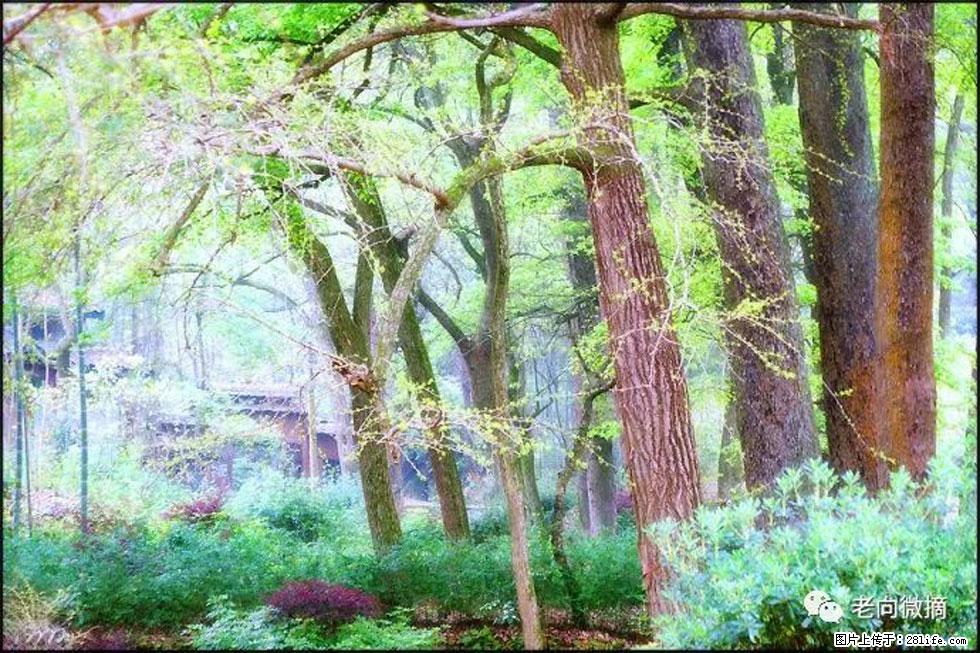 【春天，广西桂林灌阳县向您发出邀请！】在小龙村与春天约会 - 游山玩水 - 惠州生活社区 - 惠州28生活网 huizhou.28life.net