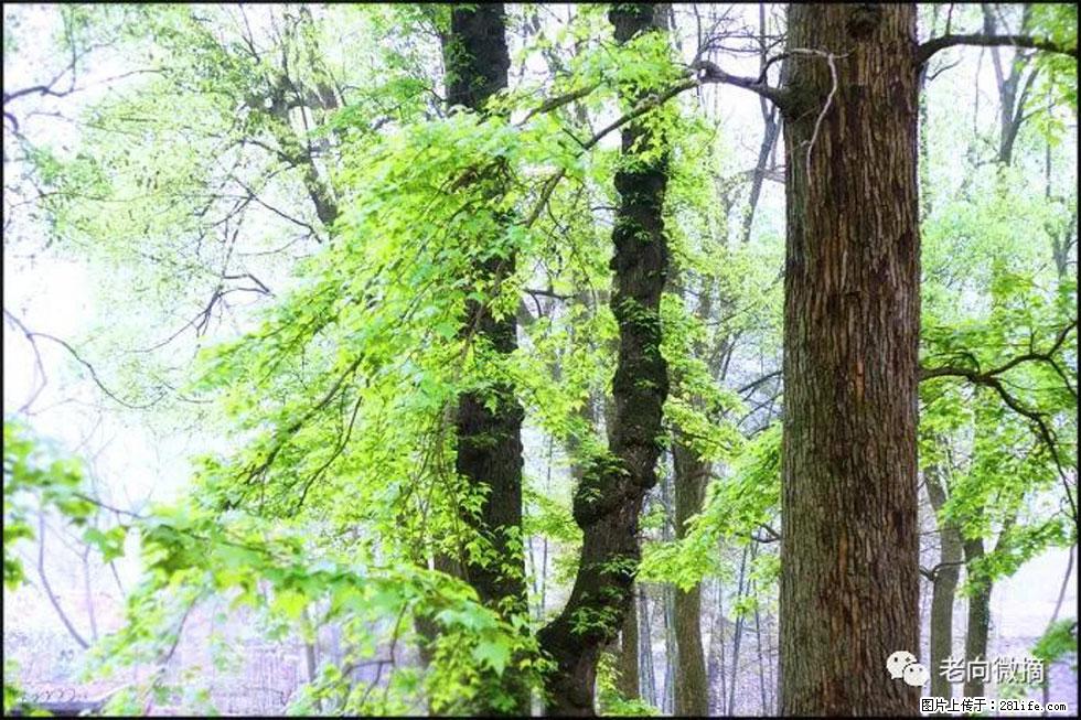 【春天，广西桂林灌阳县向您发出邀请！】在小龙村与春天约会 - 游山玩水 - 惠州生活社区 - 惠州28生活网 huizhou.28life.net