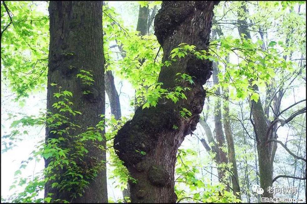 【春天，广西桂林灌阳县向您发出邀请！】在小龙村与春天约会 - 游山玩水 - 惠州生活社区 - 惠州28生活网 huizhou.28life.net