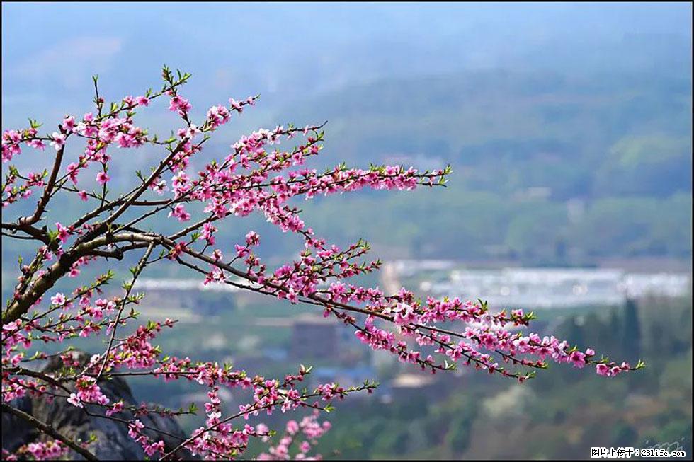 【春天，广西桂林灌阳县向您发出邀请！】望月岭上桃花开 - 游山玩水 - 惠州生活社区 - 惠州28生活网 huizhou.28life.net