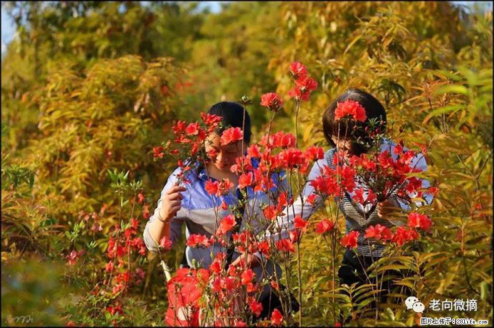 【春天，广西桂林灌阳县向您发出邀请！】登麒麟山，相约映山红 - 游山玩水 - 惠州生活社区 - 惠州28生活网 huizhou.28life.net