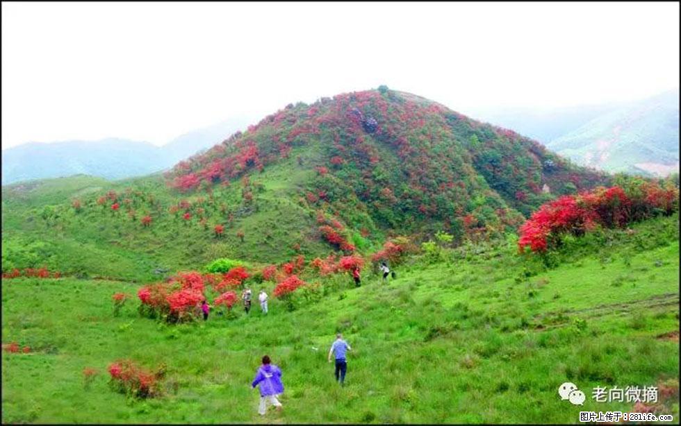 【春天，广西桂林灌阳县向您发出邀请！】宝盖山上映山红 - 游山玩水 - 惠州生活社区 - 惠州28生活网 huizhou.28life.net
