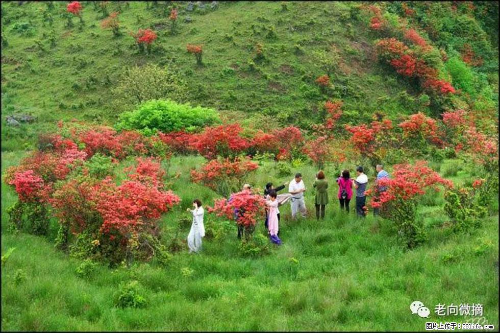【春天，广西桂林灌阳县向您发出邀请！】宝盖山上映山红 - 游山玩水 - 惠州生活社区 - 惠州28生活网 huizhou.28life.net