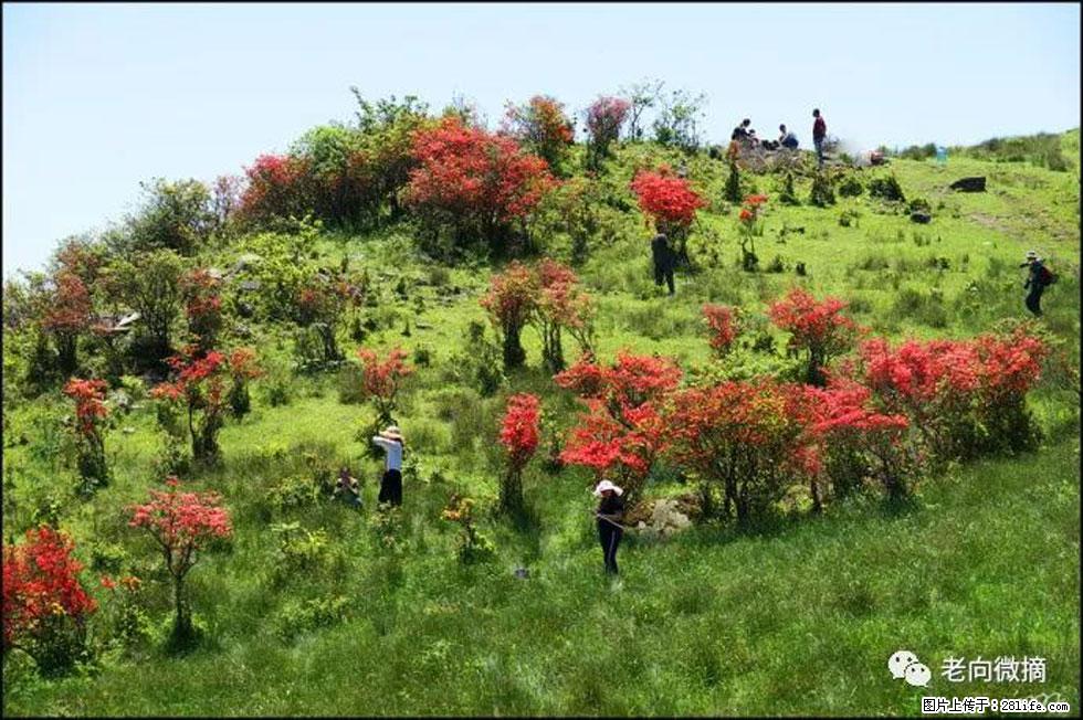 【春天，广西桂林灌阳县向您发出邀请！】宝盖山上映山红 - 游山玩水 - 惠州生活社区 - 惠州28生活网 huizhou.28life.net