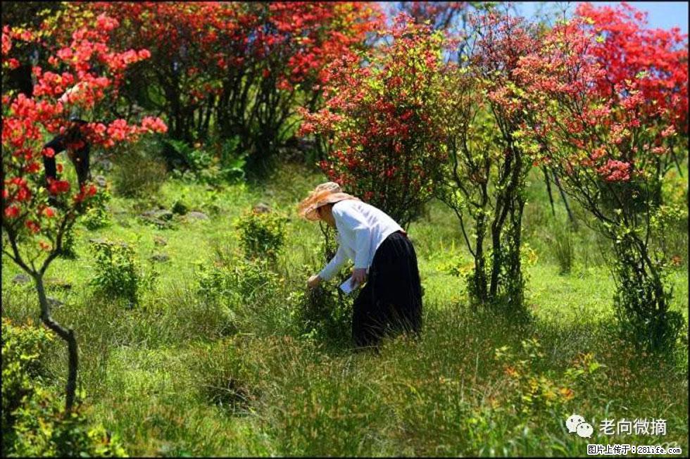 【春天，广西桂林灌阳县向您发出邀请！】宝盖山上映山红 - 游山玩水 - 惠州生活社区 - 惠州28生活网 huizhou.28life.net