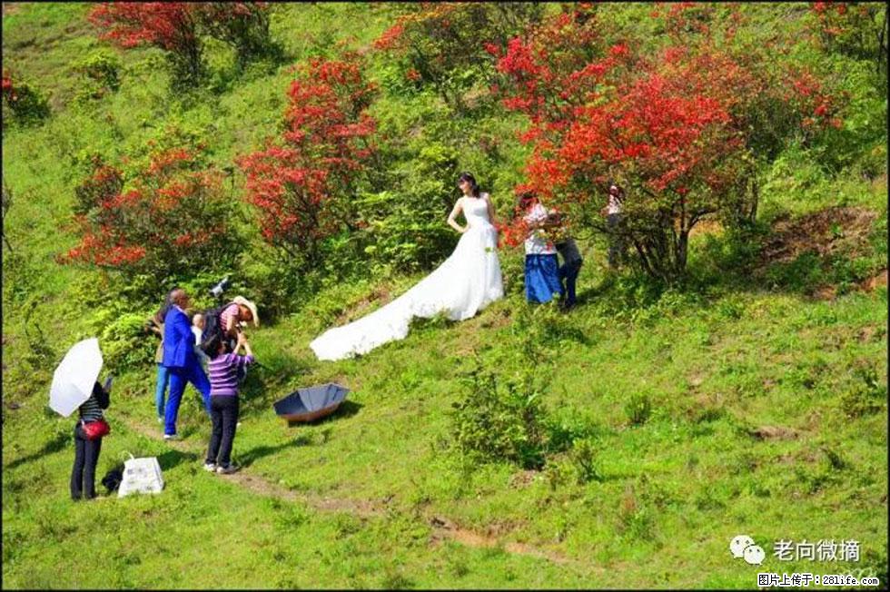 【春天，广西桂林灌阳县向您发出邀请！】宝盖山上映山红 - 游山玩水 - 惠州生活社区 - 惠州28生活网 huizhou.28life.net