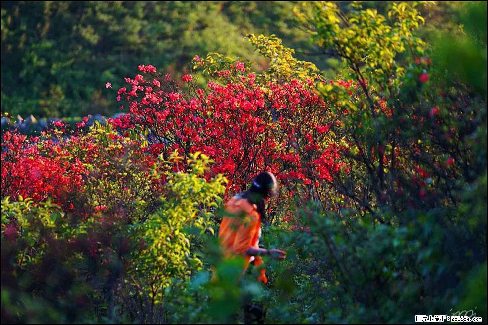 【春天，广西桂林灌阳县向您发出邀请！】春木界上映山红 - 游山玩水 - 惠州生活社区 - 惠州28生活网 huizhou.28life.net