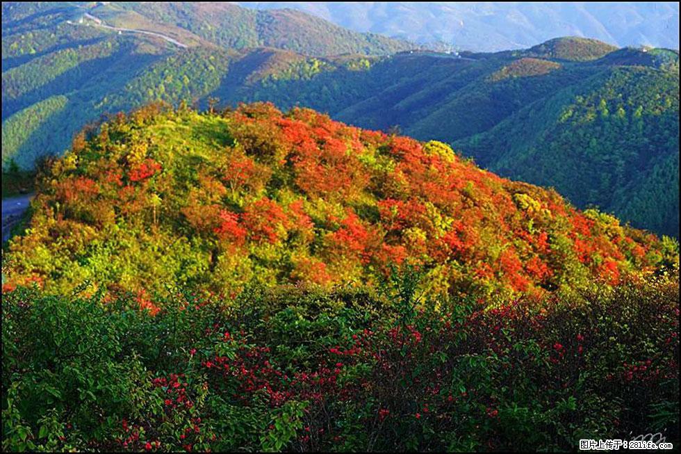 【春天，广西桂林灌阳县向您发出邀请！】春木界上映山红 - 游山玩水 - 惠州生活社区 - 惠州28生活网 huizhou.28life.net