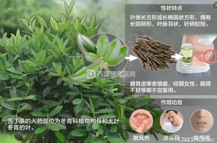 苦丁茶有哪些功效和作用 - 生活百科 - 惠州生活社区 - 惠州28生活网 huizhou.28life.net