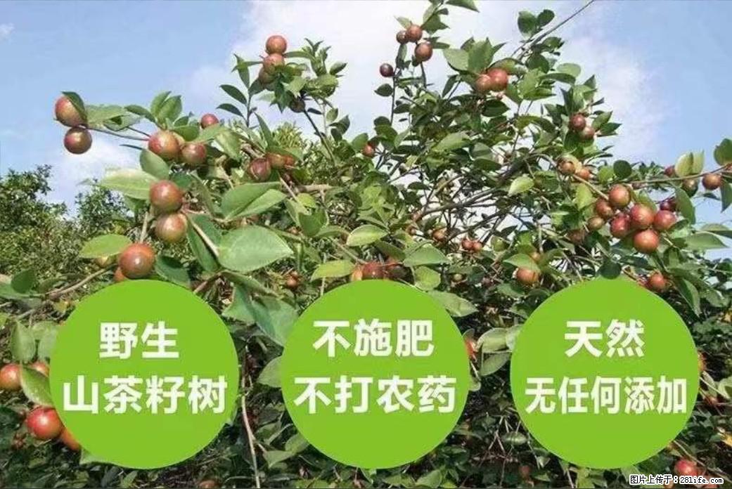 【灌阳县油茶产业示范区】一个有着充实的精神生活的人，对待身外之物自会有一种淡泊的态度 - 土特产 - 饮食特产 - 惠州分类信息 - 惠州28生活网 huizhou.28life.net