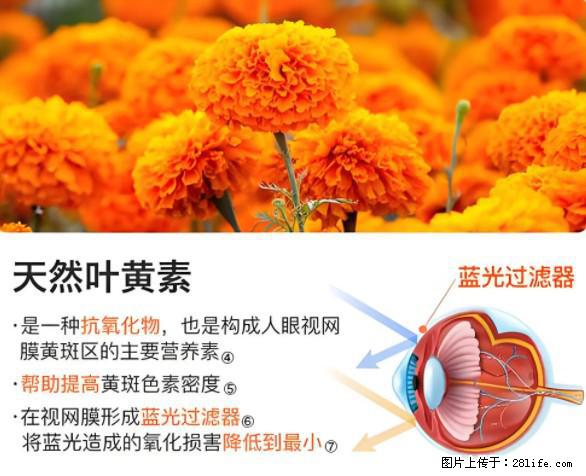叶黄素有什么功效和作用 - 生活百科 - 惠州生活社区 - 惠州28生活网 huizhou.28life.net