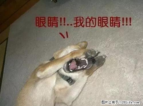 笑癫了！一女的怀孕三年未生，他终于忍不住了... - 娱乐八卦 - 惠州生活社区 - 惠州28生活网 huizhou.28life.net