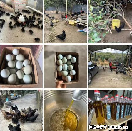 油茶园从小鸡仔开始养起的纯土鸡、土鸡蛋可以预定啦！还有前几天刚榨的纯山茶油哦 - 土特产 - 饮食特产 - 惠州分类信息 - 惠州28生活网 huizhou.28life.net