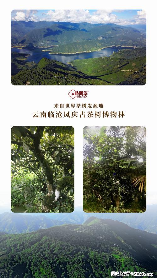 时间果百年古树2025年春红茶 - 购物交流 - 惠州生活社区 - 惠州28生活网 huizhou.28life.net