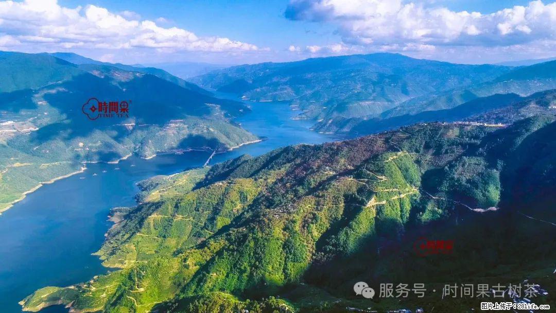 时间果百年古树龙珠普洱生茶 - 购物交流 - 惠州生活社区 - 惠州28生活网 huizhou.28life.net