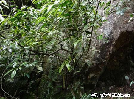 平乐石崖茶,珍贵仅次于金花茶 - 惠州生活资讯 - 惠州28生活网 huizhou.28life.net