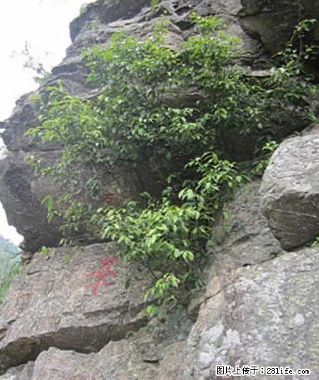 平乐石崖茶,珍贵仅次于金花茶 - 惠州生活资讯 - 惠州28生活网 huizhou.28life.net