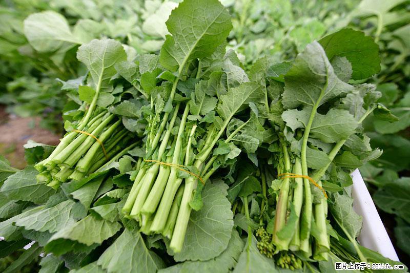 这些蔬菜是“天然钙片”，这6种被医生重点推荐 - 惠州生活资讯 - 惠州28生活网 huizhou.28life.net